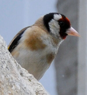 European Goldfinch 
&copy; Lo�c Epelboin