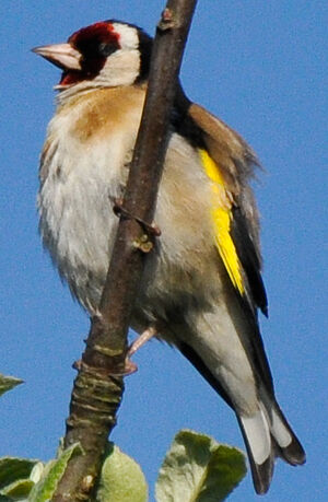 European Goldfinch 
&copy; Lo�c Epelboin