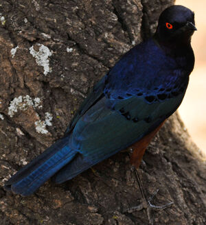 Hildebrandt's Starling