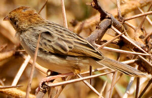 Rattling Cisticola
