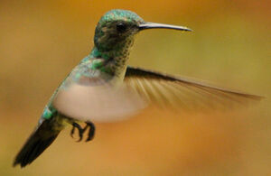 Blue-chinned Sapphire