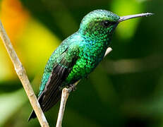 Blue-chinned Sapphire