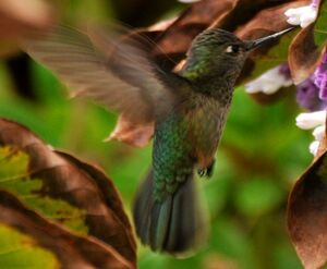 Colibri du Chili