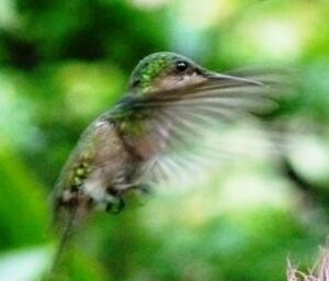 Colibri hupp�