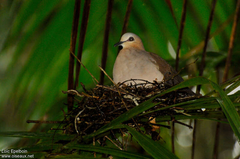 Grey-fronted Doveadult, Reproduction-nesting
