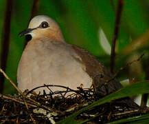 Grey-fronted Dove