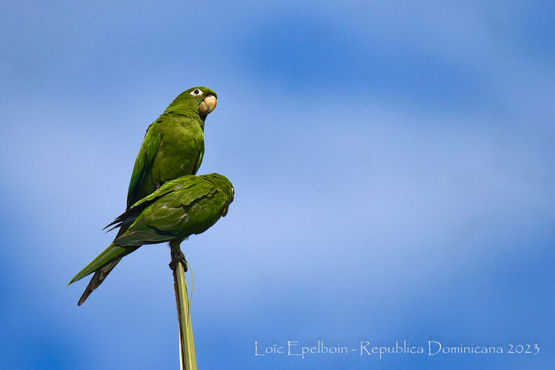 Hispaniolan Parakeet