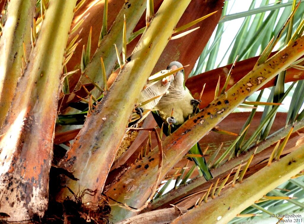 Conure veuve - Myiopsitta monachus
