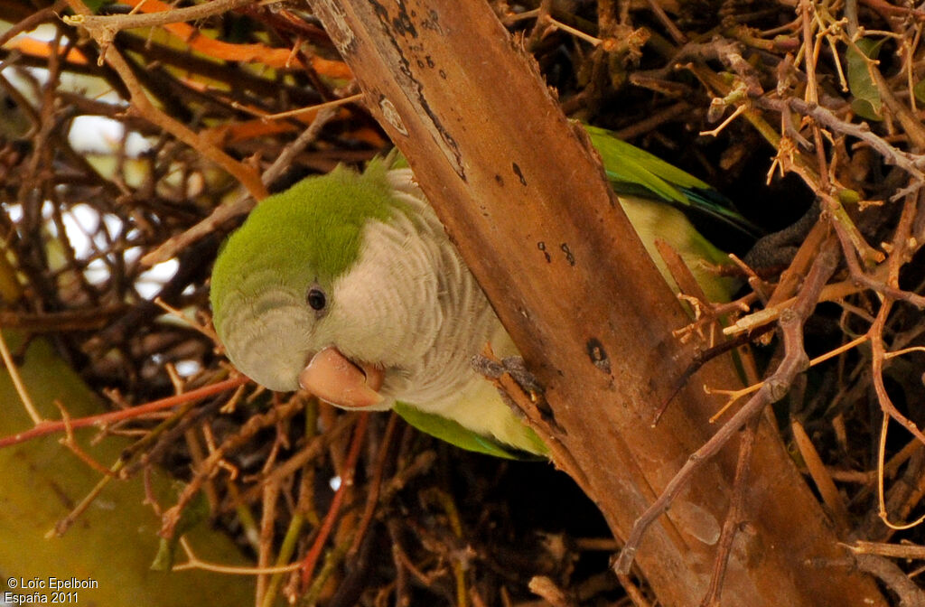 Conure veuve - Myiopsitta monachus