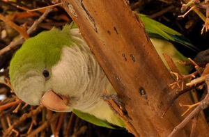 Conure veuve