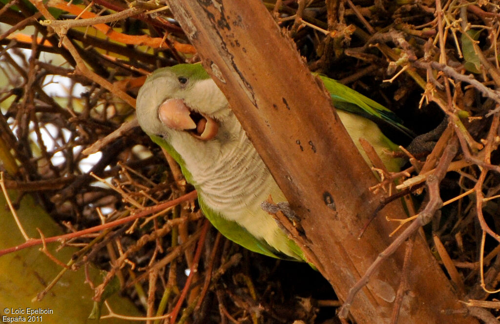 Conure veuve - Myiopsitta monachus
