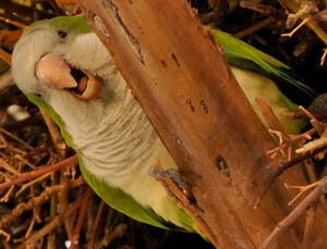 Conure veuve