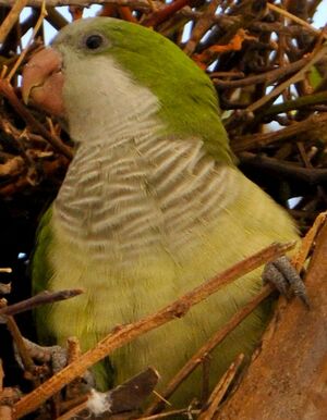 Conure veuve