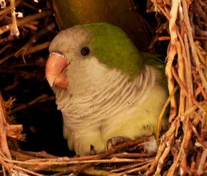 Conure veuve