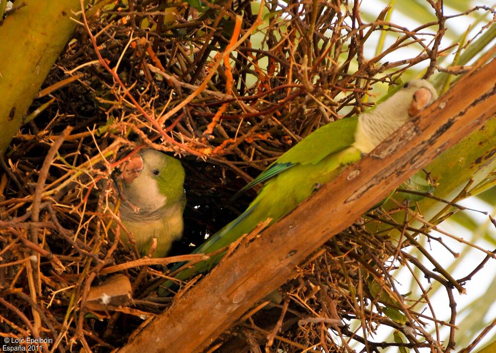 Conure veuve - Myiopsitta monachus