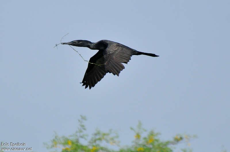 Indian Cormorantadult, Flight, Reproduction-nesting