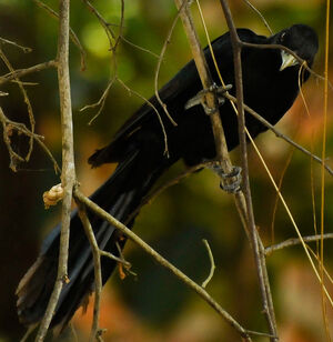 Asian Koel