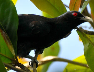 Asian Koel
