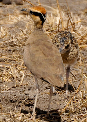 Temminck's Courser