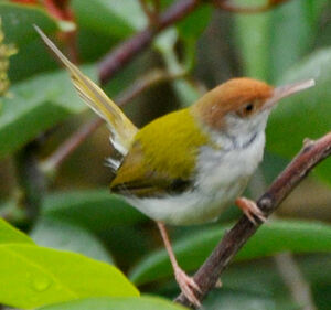 Common Tailorbird