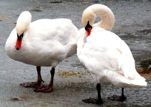 Cygne tubercul�
