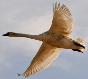 Cygne tubercul�