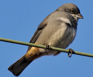 Common Diuca Finch