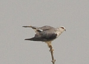 Black-winged Kite