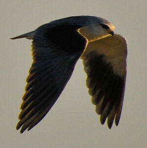 Black-winged Kite