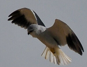 Black-winged Kite