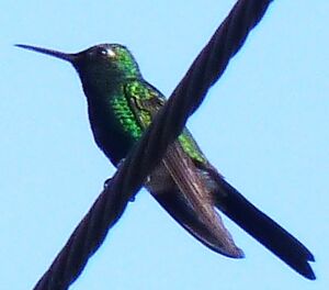 Emeraude de Ricord