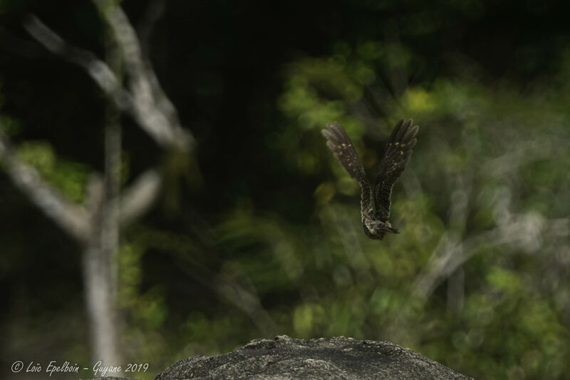 Ladder-tailed Nightjar