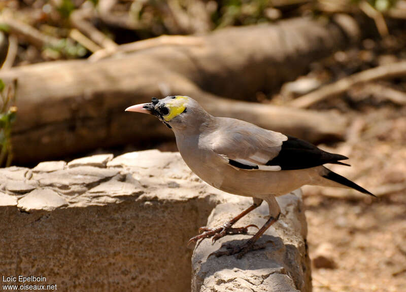 Wattled Starling male adult, identification
