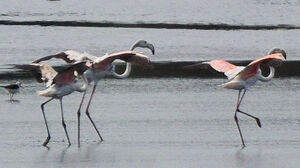 Flamant rose