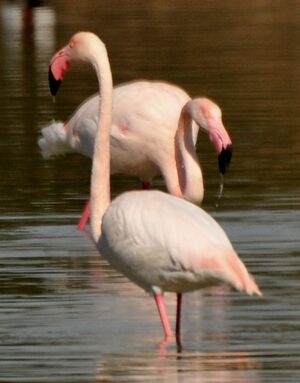 Flamant rose