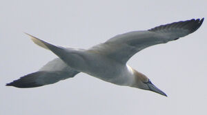 Northern Gannet