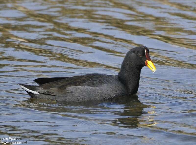 Red-fronted Cootadult, pigmentation, swimming