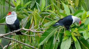 Seychelles Blue Pigeon