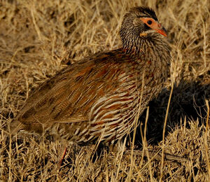 Francolin à poitrine grise