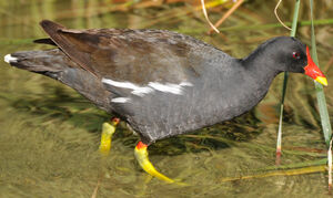 Gallinule poule-d'eau