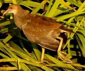 Gallinule poule-d'eau