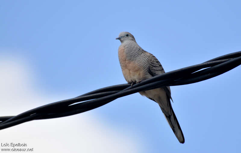 Zebra Dove male adult, song