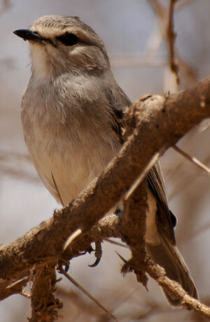 African Grey Flycatcher