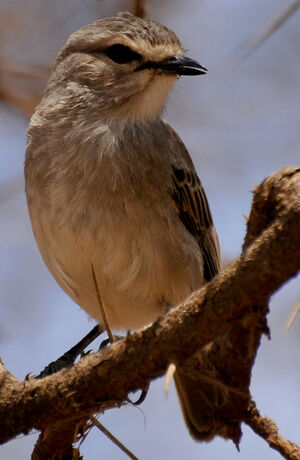 African Grey Flycatcher