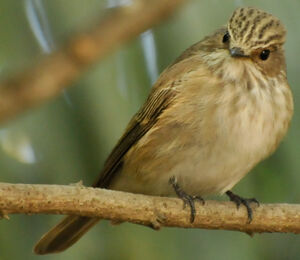Spotted Flycatcher 
&copy; Lo�c Epelboin