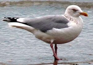 European Herring Gull 
&copy; Lo�c Epelboin