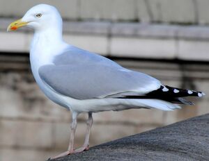 European Herring Gull 
&copy; Lo�c Epelboin