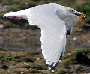 European Herring Gull 
&copy; Lo�c Epelboin