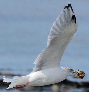 European Herring Gull 
&copy; Lo�c Epelboin