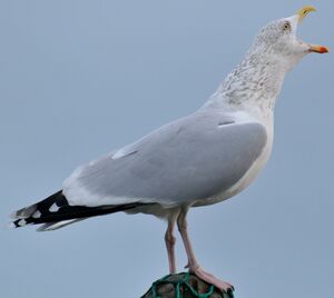 European Herring Gull 
&copy; Lo�c Epelboin